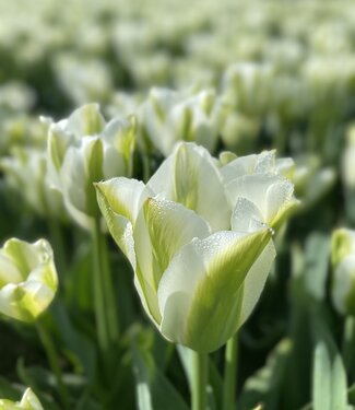Tulpe Green Day