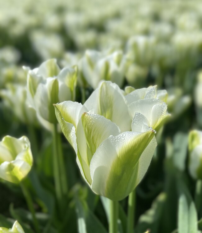 Tulipa Green Day