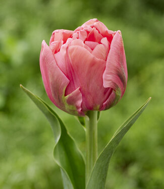 Tulipe Salmon Symbiose