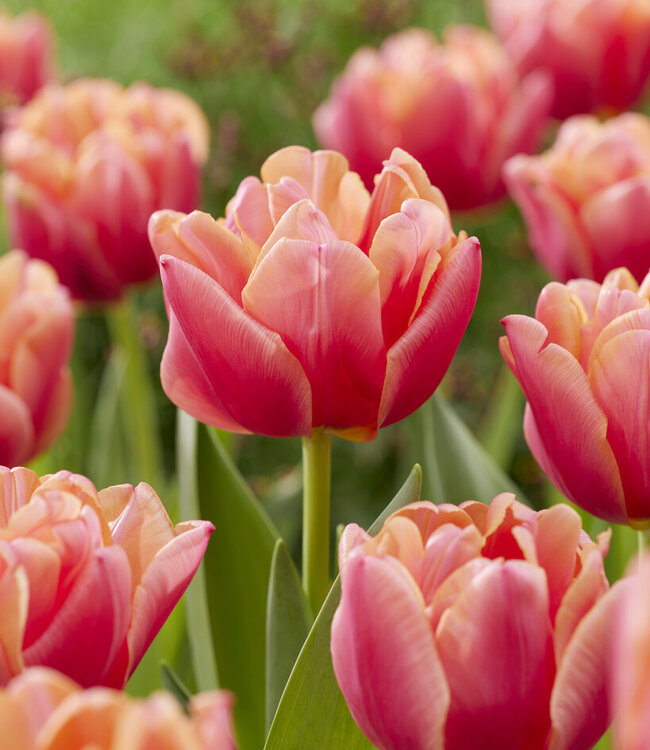 Tulipa Salmon Symbiose