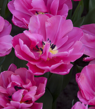 Tulp Sunset Tropical