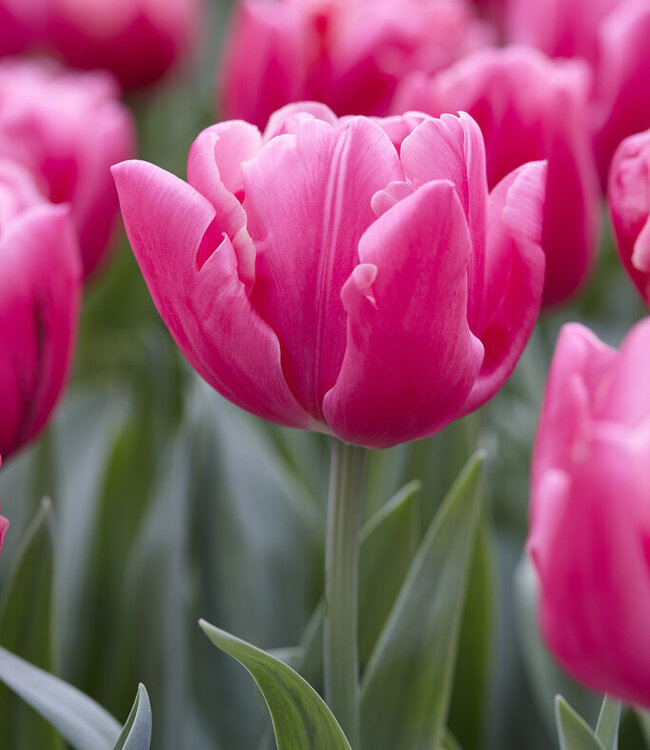 Tulipa Sunset Tropical