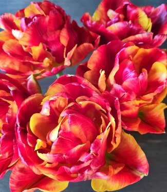 Tulipe Tropical Sensation