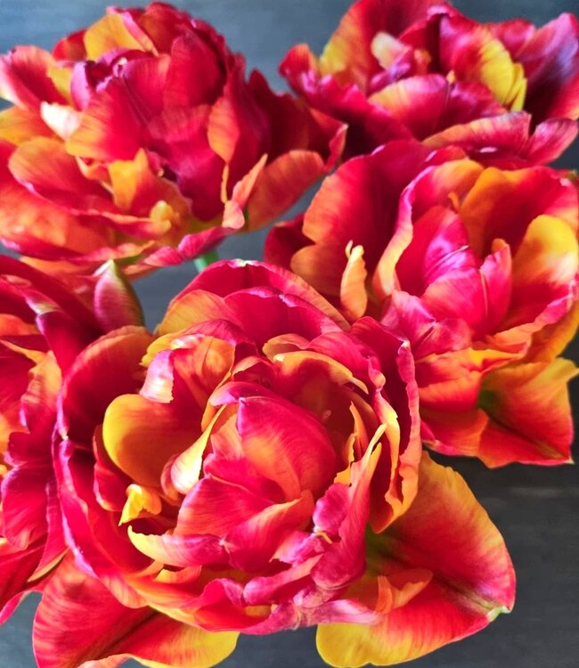 Tulipa Tropical Sensation