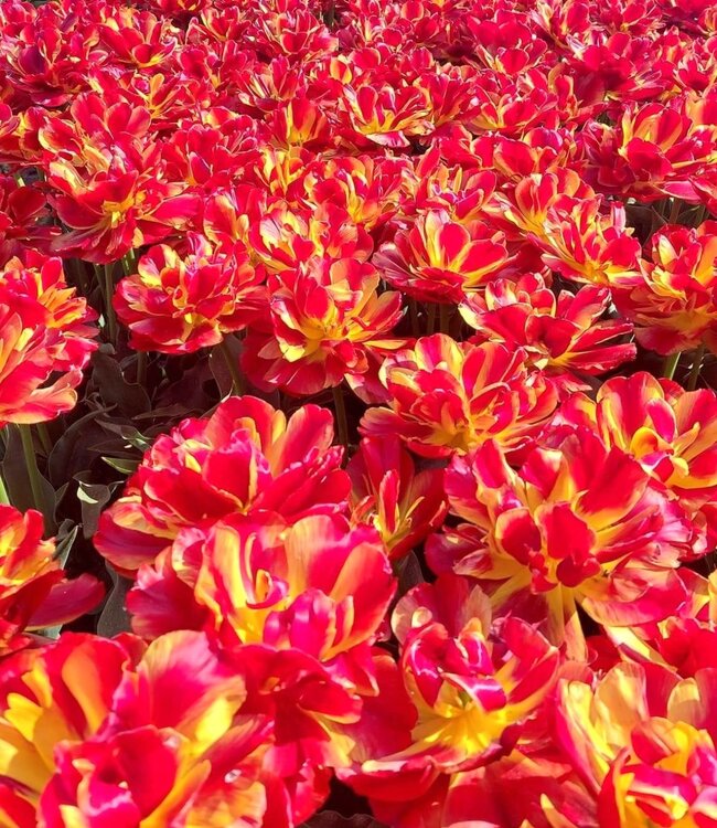 Tulipa Tropical Sensation