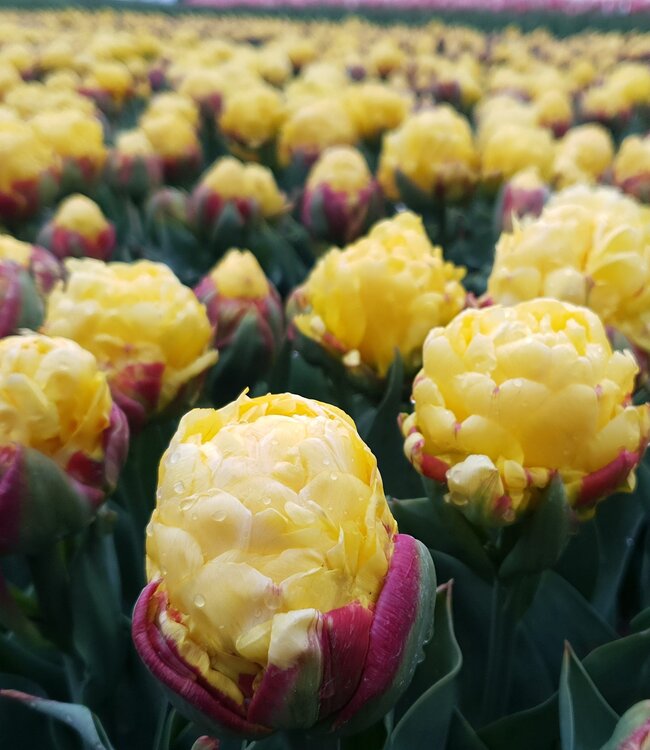 Tulipa Ice Cream Lemon