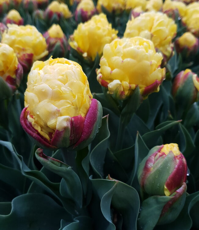 Tulipa Ice Cream Lemon