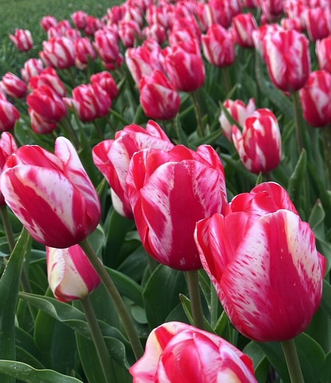 Tulipa Lady Waldorf Astoria