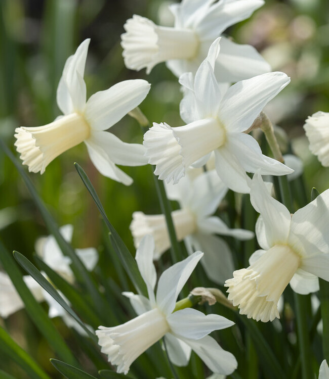 Narcissus Lady Madonna