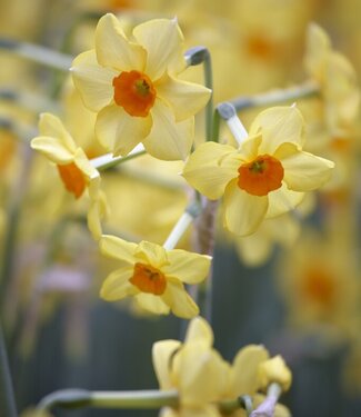 Narcis Martinette