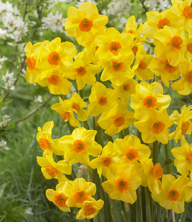 Narcissus Martinette