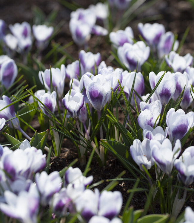 Crocus Prins Claus