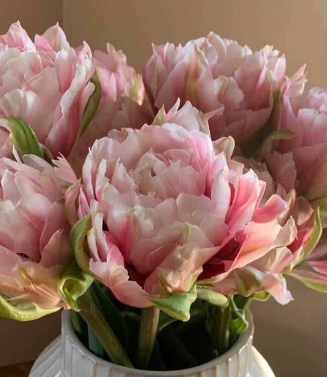 Tulipa Magic Sensation