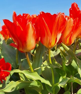 Tulpe Wheel of Fortune