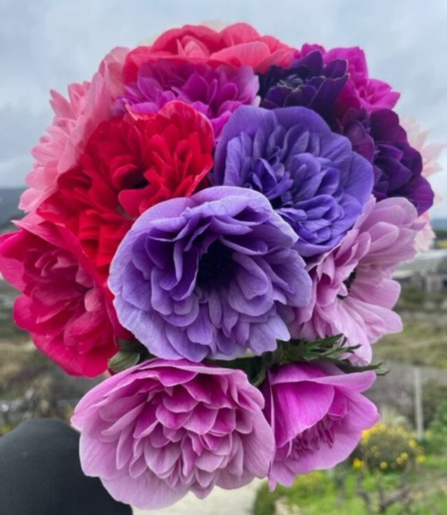 Anemone Carillon Fuchsia