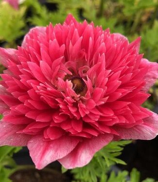 Anemon Carillon Fuchsia