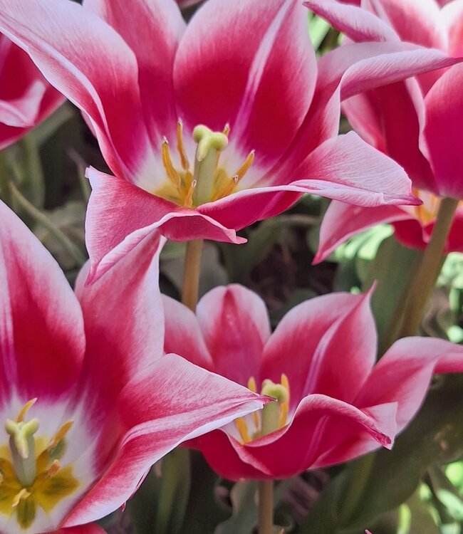 Tulip Ballade Cherry