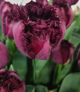 Tulipe Paint it Black