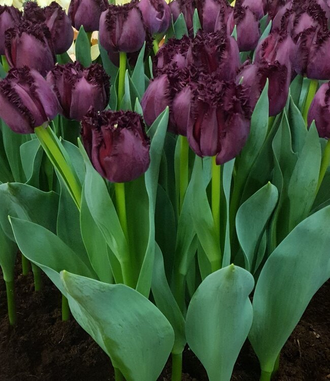 Tulipa Paint it Black