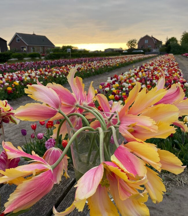 Tulipa Flaming Memory