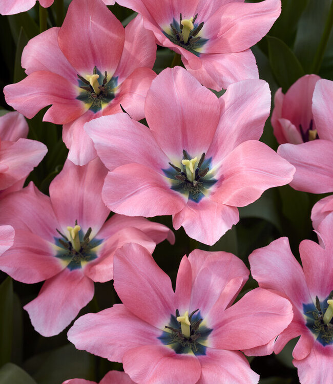 Tulipa Bella Blush
