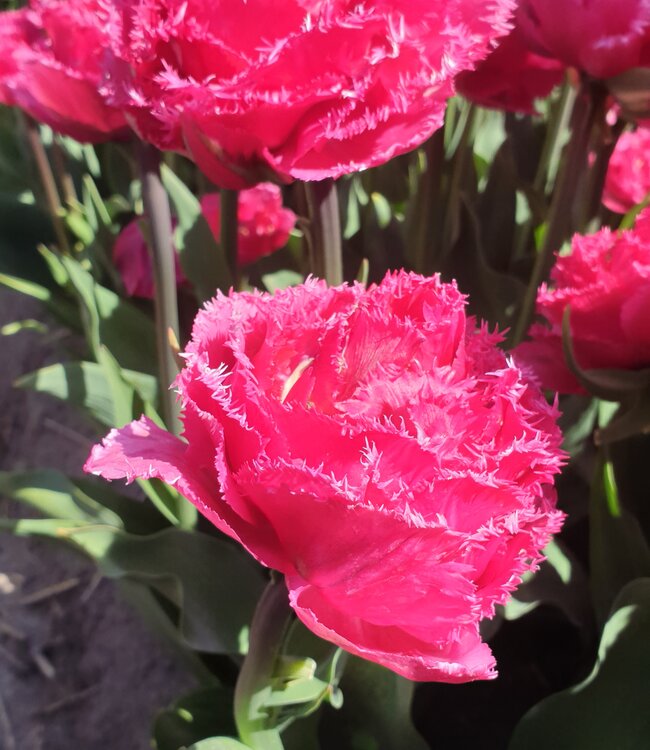 Tulipa Wind of Change