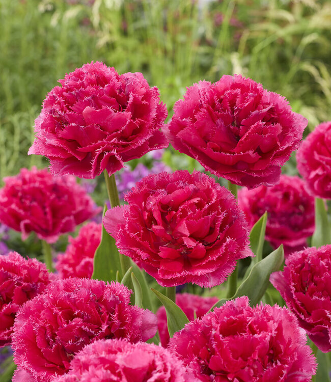 Tulipa Wind of Change