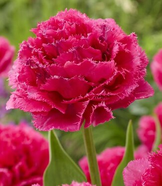 Tulip Wind of Change