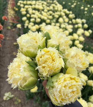 Tulipe Vanilla Dance