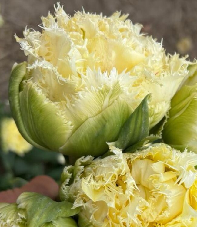 Tulipa Vanilla Dance