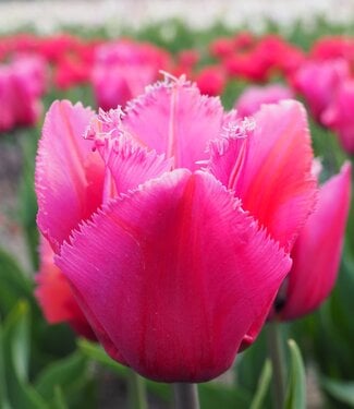 Tulip Flamboyant