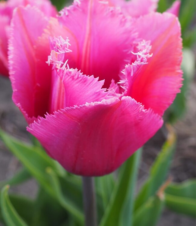 Tulipa Flamboyant