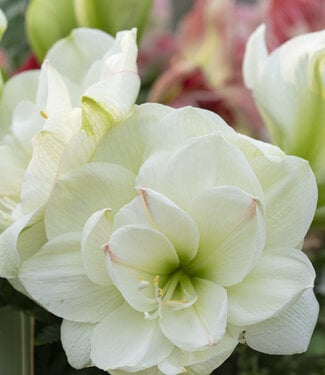 Amaryllis White Amadeus