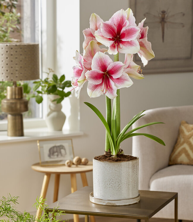 Amaryllis Pink Beauty