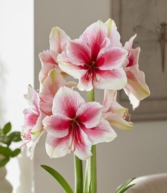 Amaryllis Pink Beauty