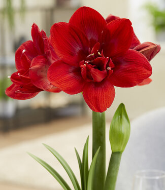 Amaryllis Velvet Nymph