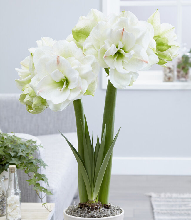 Amaryllis White Amadeus