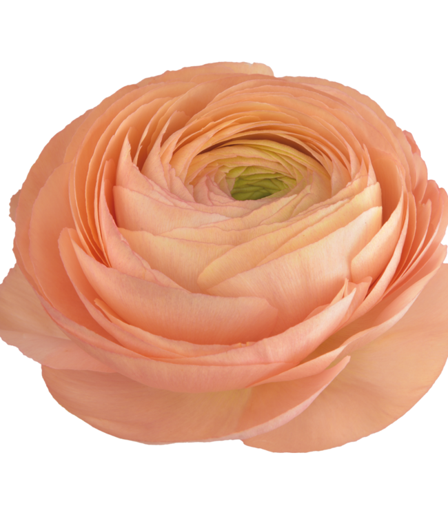 Ranunculus Cloni Succes® Grand Pastel