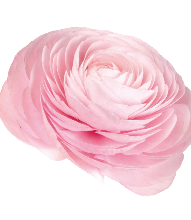 Ranunculus Cloni Succes® Lady