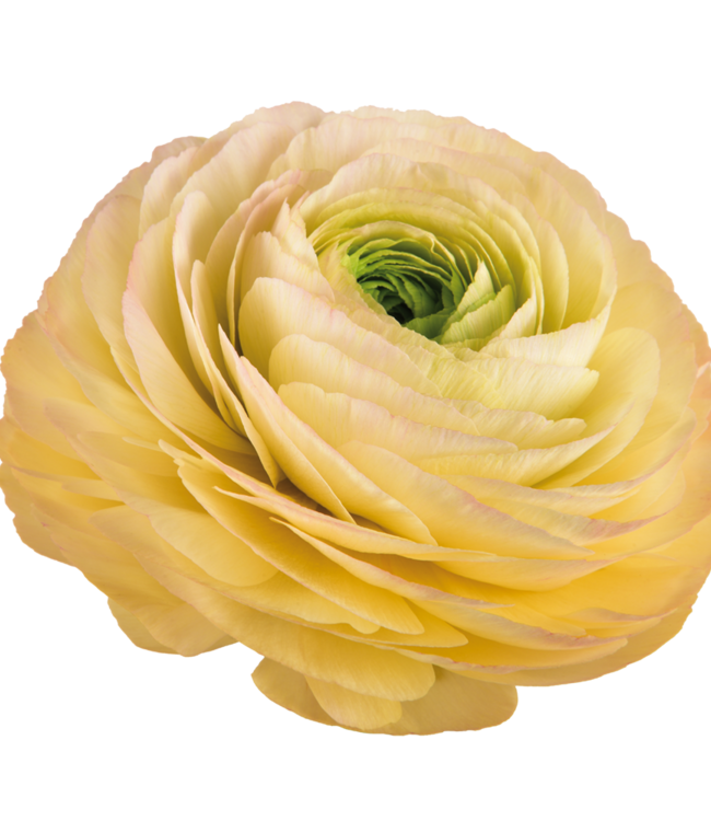 Ranunculus Cloni Succes® Touareg