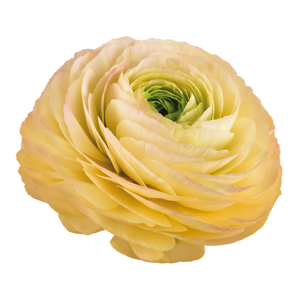 Cloni Ranunculus Yellow Ranunculus Cloni Succes® Touareg - exclusief en prachtig! - Tulip Store