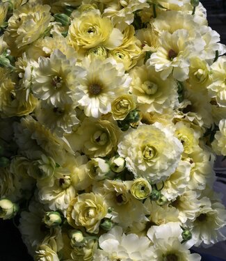 Ranunculus Moderna® Lime