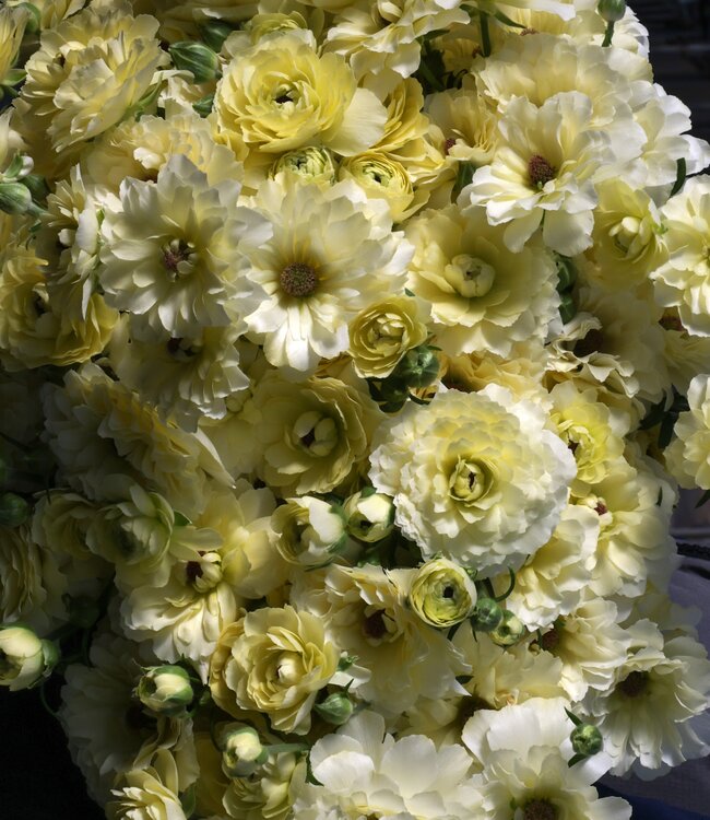 Ranunculus Moderna® Lime