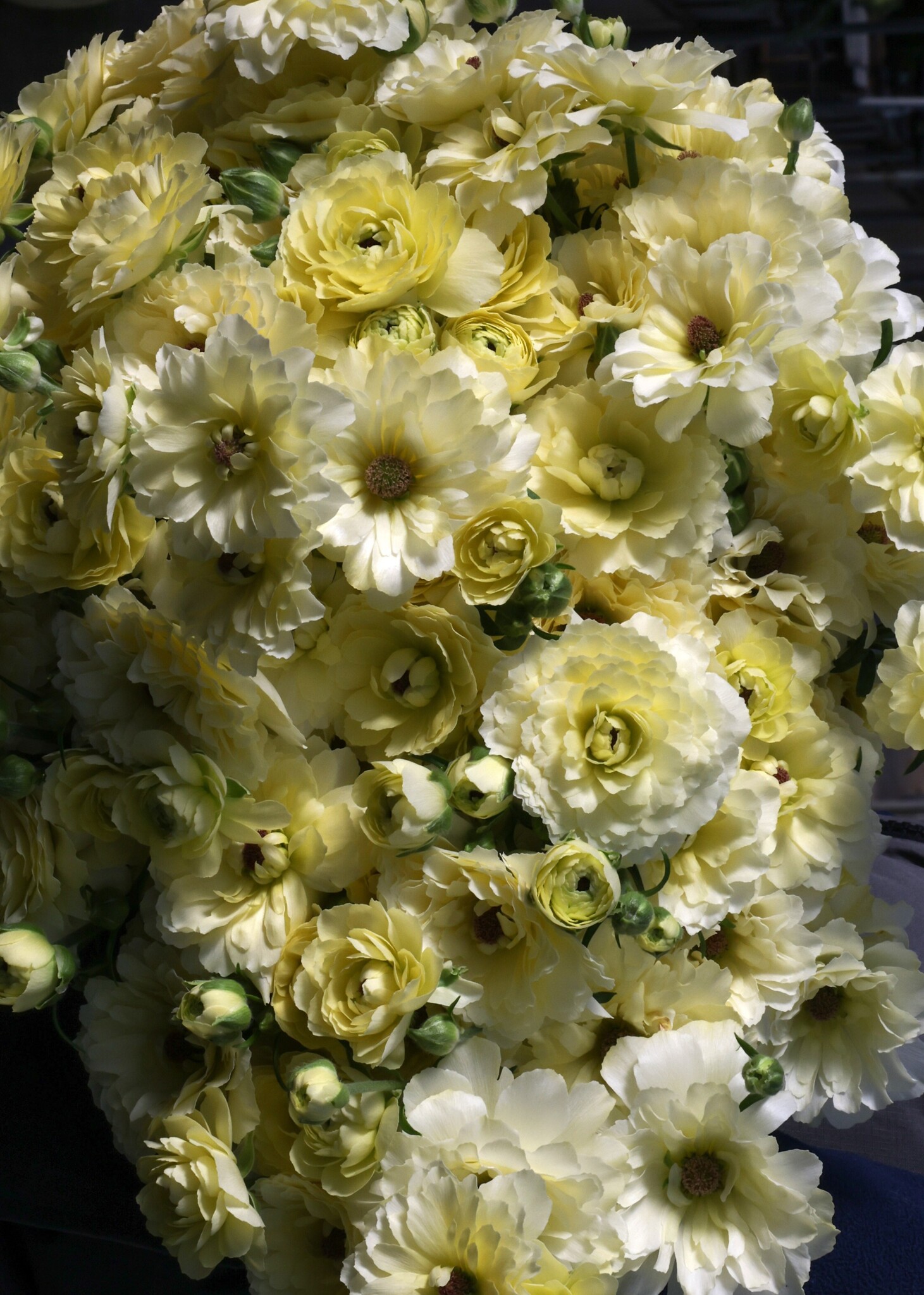Lime Ranunculus Ranunculus Moderna® Lime - exklusive und beliebt! - Tulip Store