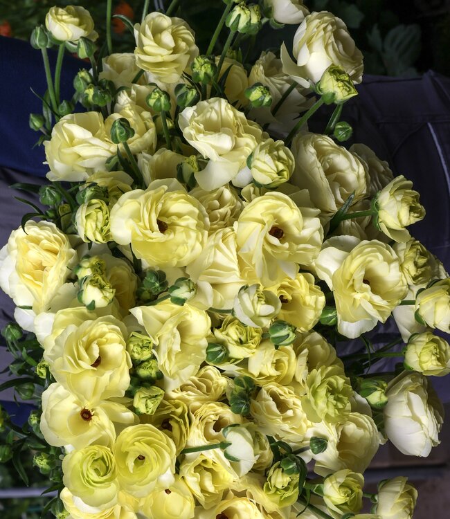 Ranunculus Moderna® Limoncello