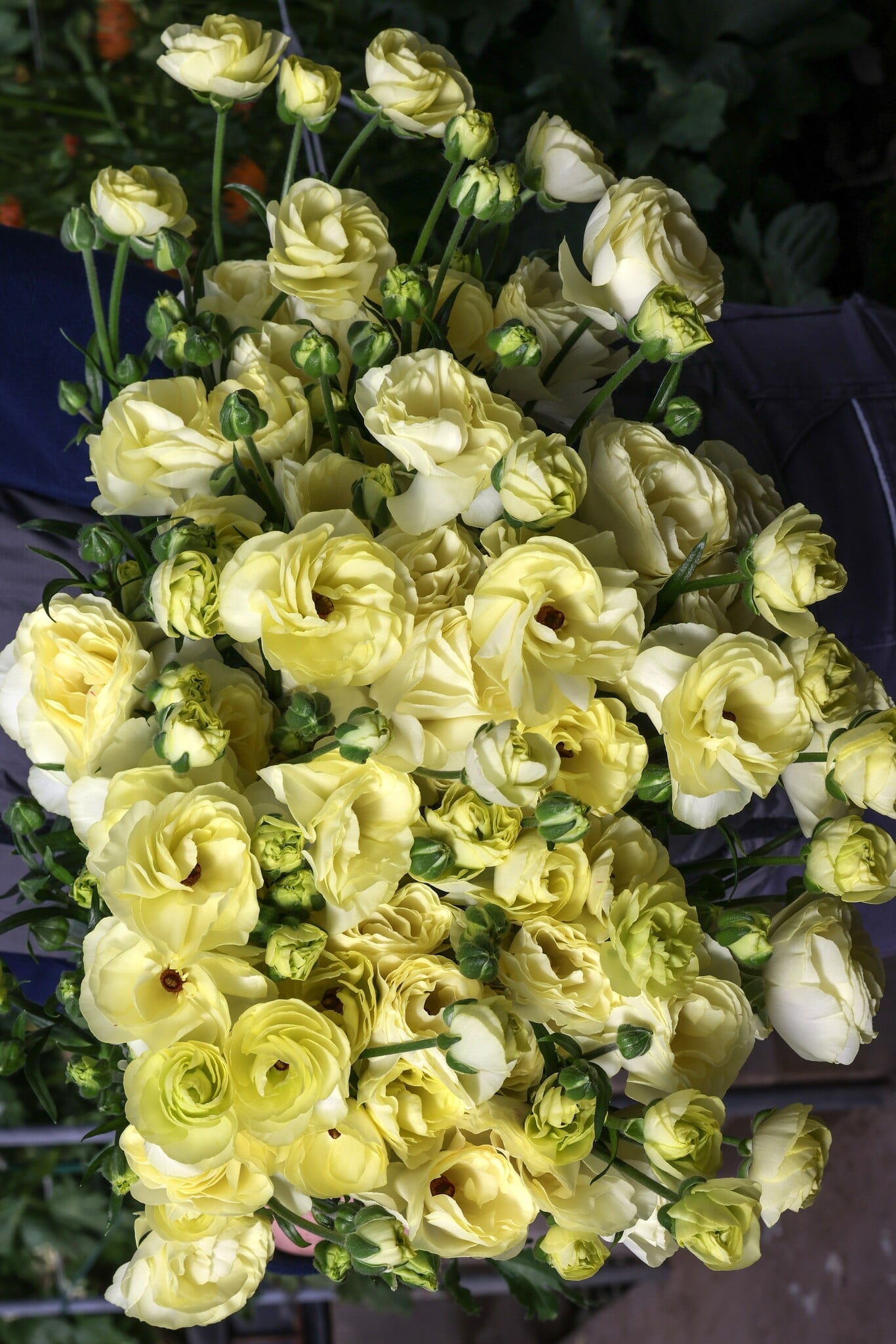 Moderna Ranunculus White Ranunculus Moderna® Limoncello - exklusive und beliebt! - Tulip Store