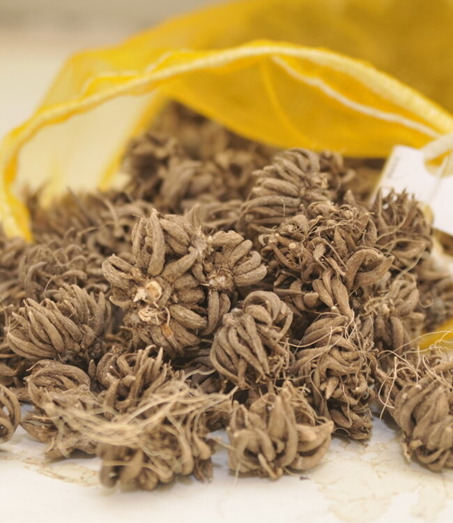 Ranunculus Moderna® Miele