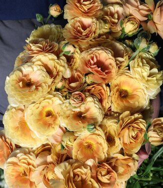 Ranunculus Moderna® Miele