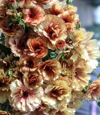 Ranunculus Moderna® Oriente