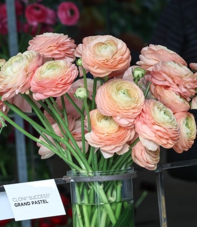 Ranunculus Cloni Succes® Grand Pastel